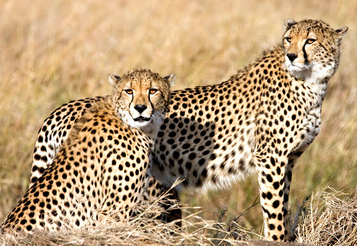 Erwa Nature Reserve, Nigeria, National Park, state Adamawa