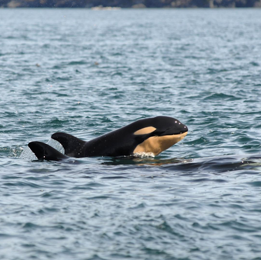 Gift Shop «Alki Surf Shop», reviews and photos, 2622 Alki Ave SW, Seattle, WA 98116, USA