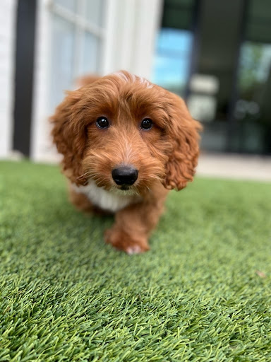 Pet Supply Store «Petland Dallas», reviews and photos, 11909 Preston Rd, Dallas, TX 75230, USA