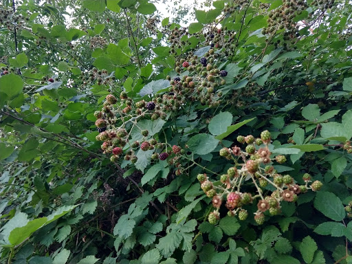 Park «Chism Beach Park», reviews and photos, 9600 SE 11th St, Bellevue, WA 98004, USA