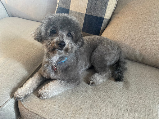 Puppy World Groom and Board