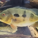 Photo n°9 de l'avis de Harald.a fait le 06/04/2023 à 18:41 sur le  Vielfalter BISTRO AM Zoo à Schwerin