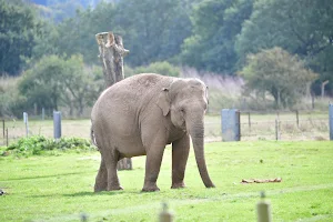 Whipsnade Zoo image
