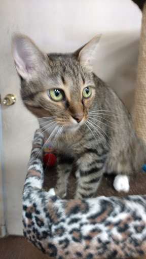 Animal Rescue Service «Pet Country», reviews and photos, 22485 El Toro Rd # A, Lake Forest, CA 92630, USA