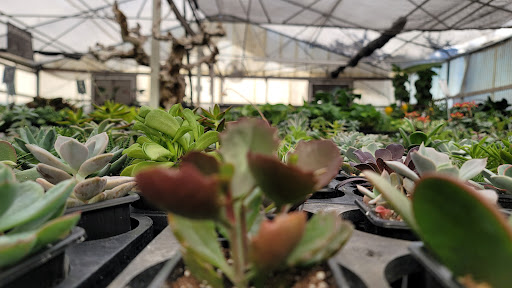 Florist «Dr Delphinium Flower & Orchid House», reviews and photos, 513 W Campbell Rd, Richardson, TX 75080, USA