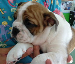 veterinaria zoolife photo