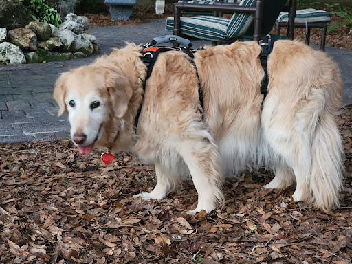 Pet Supply Store «The Whole Dog Market», reviews and photos, 2937 18th St S, Homewood, AL 35209, USA