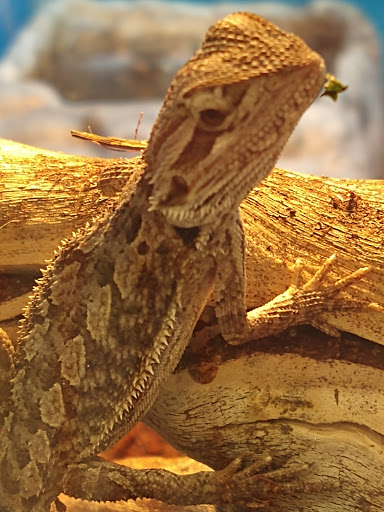 Pet Store «Fins Feathers Paws Claws», reviews and photos, 201 Station Rd, Quakertown, PA 18951, USA
