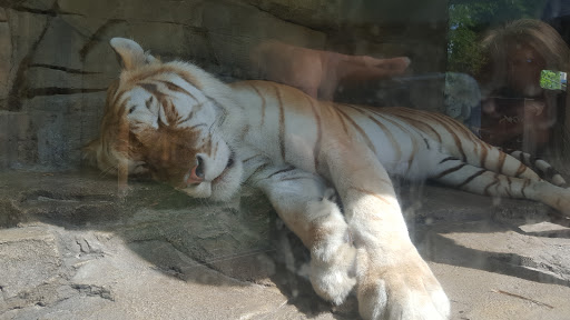 Tourist Attraction «Busch Gardens Main Entrance», reviews and photos, 9449 N 40th St, Tampa, FL 33617, USA