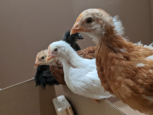 Pet Supply Store «Concord Feed Pet & Livestock Supplies», reviews and photos, 228 Hookston Rd, Pleasant Hill, CA 94523, USA