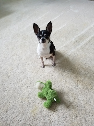 Pet Supply Store «Pet Supermarket», reviews and photos, 501 Cypress Gardens Blvd, Winter Haven, FL 33880, USA