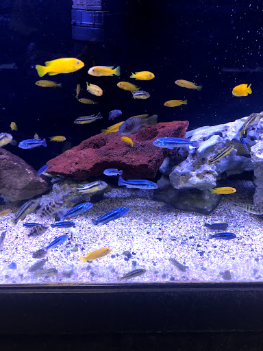 Pet Store «Pets Warehouse», reviews and photos, 177 Glen Cove Rd, Carle Place, NY 11514, USA