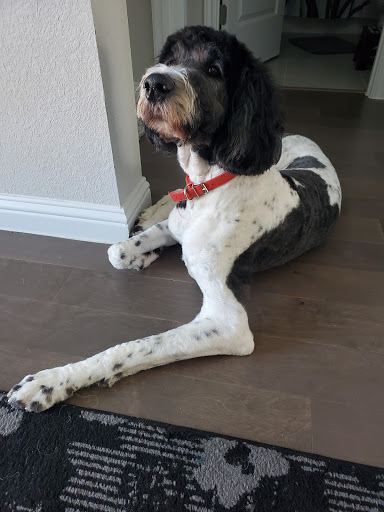 Pet Supply Store «PetSmart», reviews and photos, 1013 W University Ave, Georgetown, TX 78628, USA