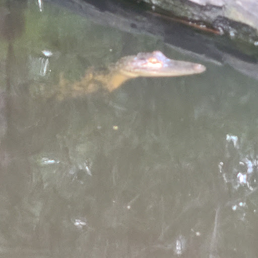 Park «Gulf Islands National Seashore», reviews and photos, 3500 Park Rd, Ocean Springs, MS 39564, USA