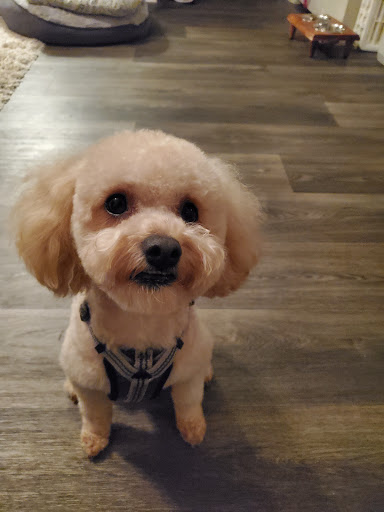 Pet Supply Store «PetSmart», reviews and photos, 150 Lincoln Square, Arlington, TX 76011, USA