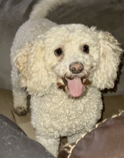 Pet Store «Pet Town», reviews and photos, 51 WA-300, Belfair, WA 98528, USA