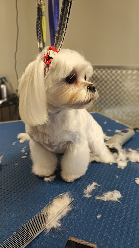 Opinii despre Pet Services (El Greco Nero) în Μαρκόπουλο Μεσογαίας - Κουρείο