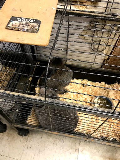 Pet Supply Store «Whiteway Pet Shop», reviews and photos, 950 Elizabeth Ave, Elizabeth, NJ 07201, USA