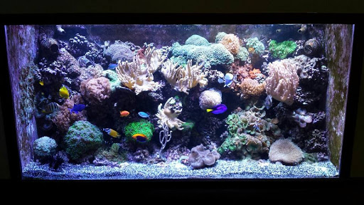 Tropical Fish Store «Marine Solutions», reviews and photos, 20 Triad S Dr, St Charles, MO 63304, USA