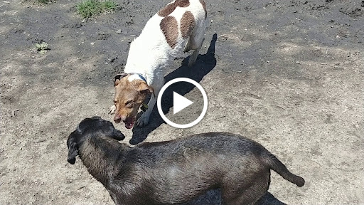 Dog Park «Beck Lake Off-Leash Dog Area», reviews and photos, 9700 Gloria Ct, Glenview, IL 60025, USA