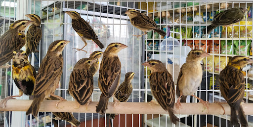 Pet Store «Louis Birds Pets & Supplies», reviews and photos, 80 Keyes St, San Jose, CA 95122, USA