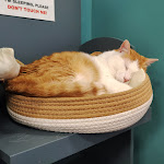 Photo n°1 de l'avis de Arianna.o fait le 20/02/2024 à 20:40 sur le  Crazy Cat Café à Milan