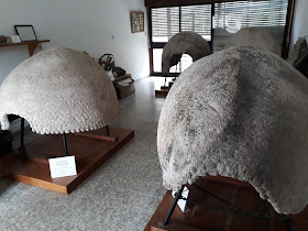 Museo Paleontológico