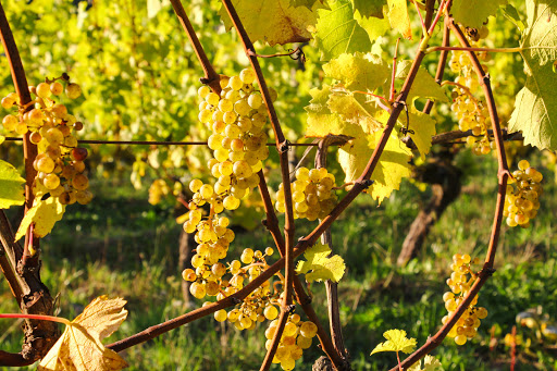 Winery «Bainbridge Vineyards», reviews and photos, 8989 NE Day Rd, Bainbridge Island, WA 98110, USA