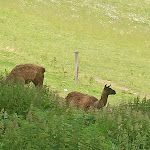 Photo n° 1 de l'avis de betty.o fait le 14/06/2022 à 13:52 pour Ferme-Auberge du Belacker à Moosch