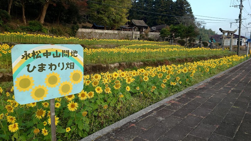 永松中山間地ひまわり畑