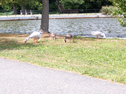 Park «Kissena Park», reviews and photos, 164-15 Booth Memorial Ave, Fresh Meadows, NY 11365, USA