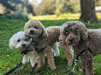 Delighted Pets - Photo 3 - Car repair in , San Francisco