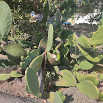 Photo n°21 de l'avis de io.i fait le 10/08/2022 à 07:54 sur le  Villaggio Dolomiti sul mare à Località Punta Safò