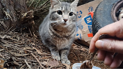 Félidoc - Vétérinaire 100% Chat à Tours - La Riche à La Riche
