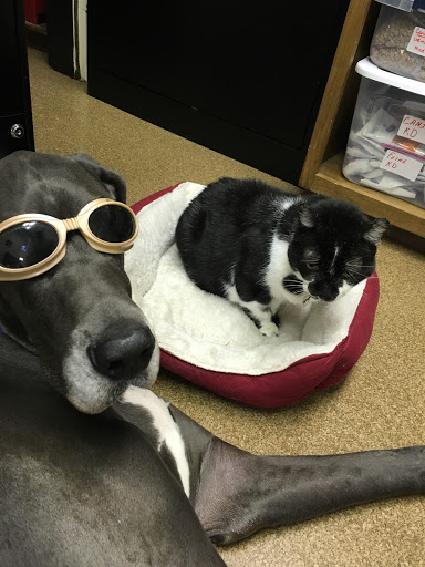 East Cooper Animal Hospital image