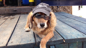 Photo n°6 de ACTISUB Ecole de Plongée de Saint Florent en Corse à Saint-Florent ()