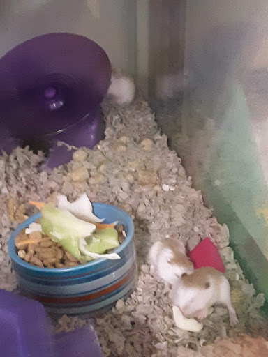 Pet Supply Store «Petco Animal Supplies», reviews and photos, 264 Dillon Ridge Way, Dillon, CO 80435, USA