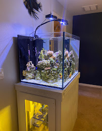 Clean Sharks Aquarium Maintenance - Photo 5 - Car repair in Ocala, FL, Ocala