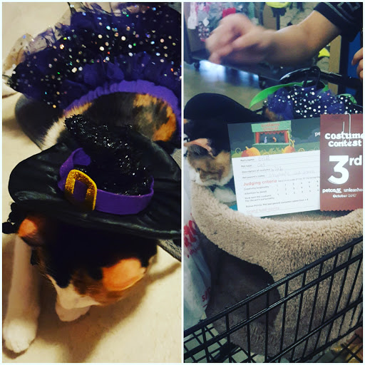 Pet Supply Store «Petco Animal Supplies», reviews and photos, 21348 Kuykendahl Rd, Spring, TX 77379, USA