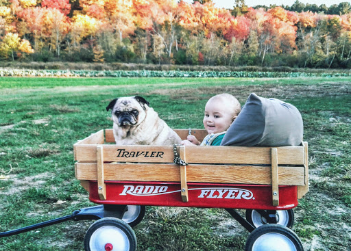 Farm «White Barn Farm», reviews and photos, 458 South St, Wrentham, MA 02093, USA