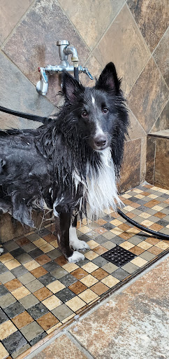 Pet Supply Store «Pet Supermarket, Inc.», reviews and photos, 1052 Peachtree Industrial Blvd, Suwanee, GA 30024, USA