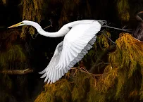 Dirt Road Studios - Photographer - Car repair in , Lehigh Acres - Rated 0.0/5