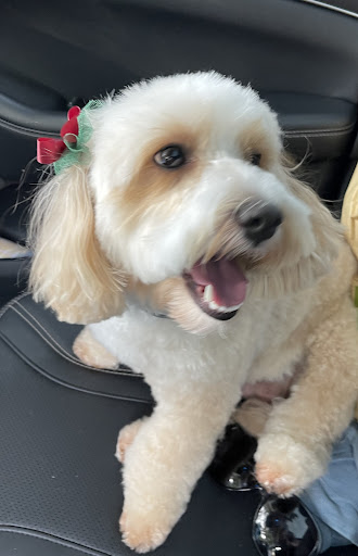 Pet Groomer «U Dirty Dog», reviews and photos, 232 Stevens Entry, Peachtree City, GA 30269, USA