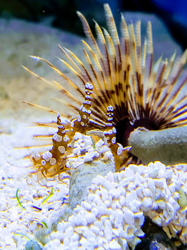 Tropical Fish Store «Nemo Aquarium», reviews and photos, 1560 Indian Trail Rd #106, Norcross, GA 30093, USA