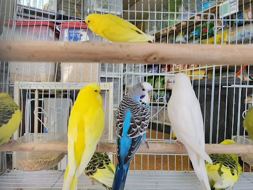 Pet Store «Louis Birds Pets & Supplies», reviews and photos, 80 Keyes St, San Jose, CA 95122, USA
