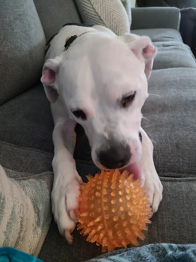 Pet Supply Store «PetSmart», reviews and photos, 3335 Cobb Pkwy NW #400, Acworth, GA 30101, USA