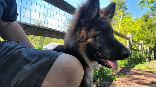 Dog Trainer «Awesome Dawgs Dog Training LLC», reviews and photos, 3052 Pricetown Rd, Temple, PA 19560, USA