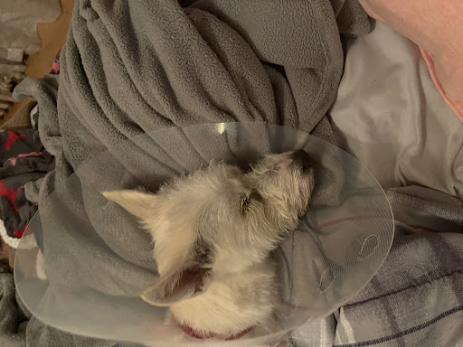 Pet Supply Store «Petco Animal Supplies», reviews and photos, 848 N Colony Rd c, Wallingford, CT 06492, USA