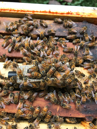 Peacedale Apiaries