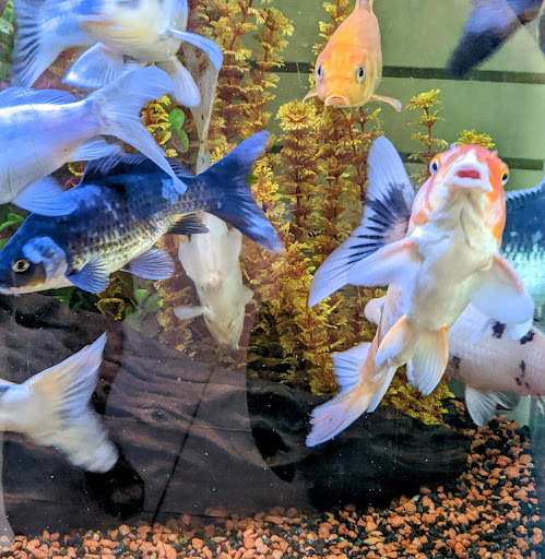 Pet Store «Aquarium Designs», reviews and photos, 15229 San Pedro Ave, San Antonio, TX 78232, USA